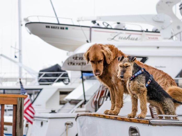 The Rising Trend of Luxury Pet-Friendly Travel A Comprehensive Guide